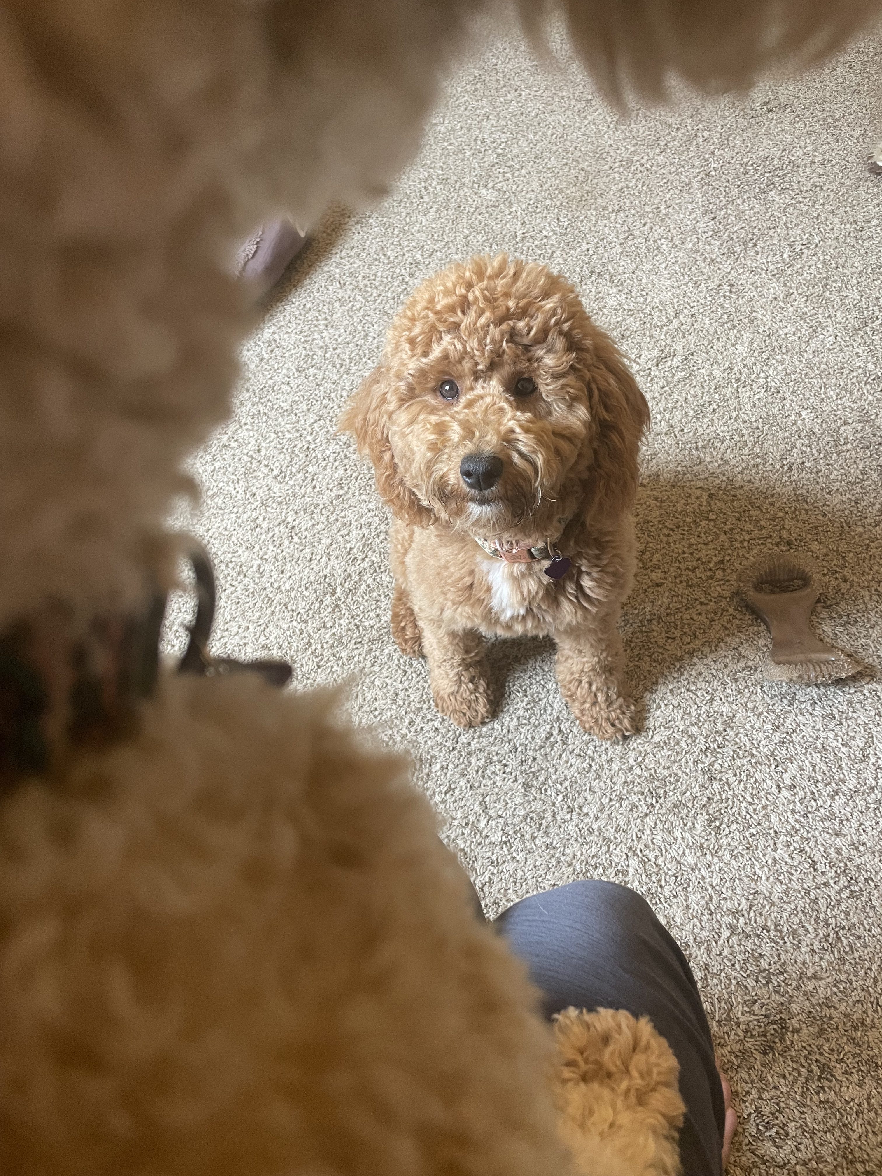 The Most Important Behavior to Teach Your Dog