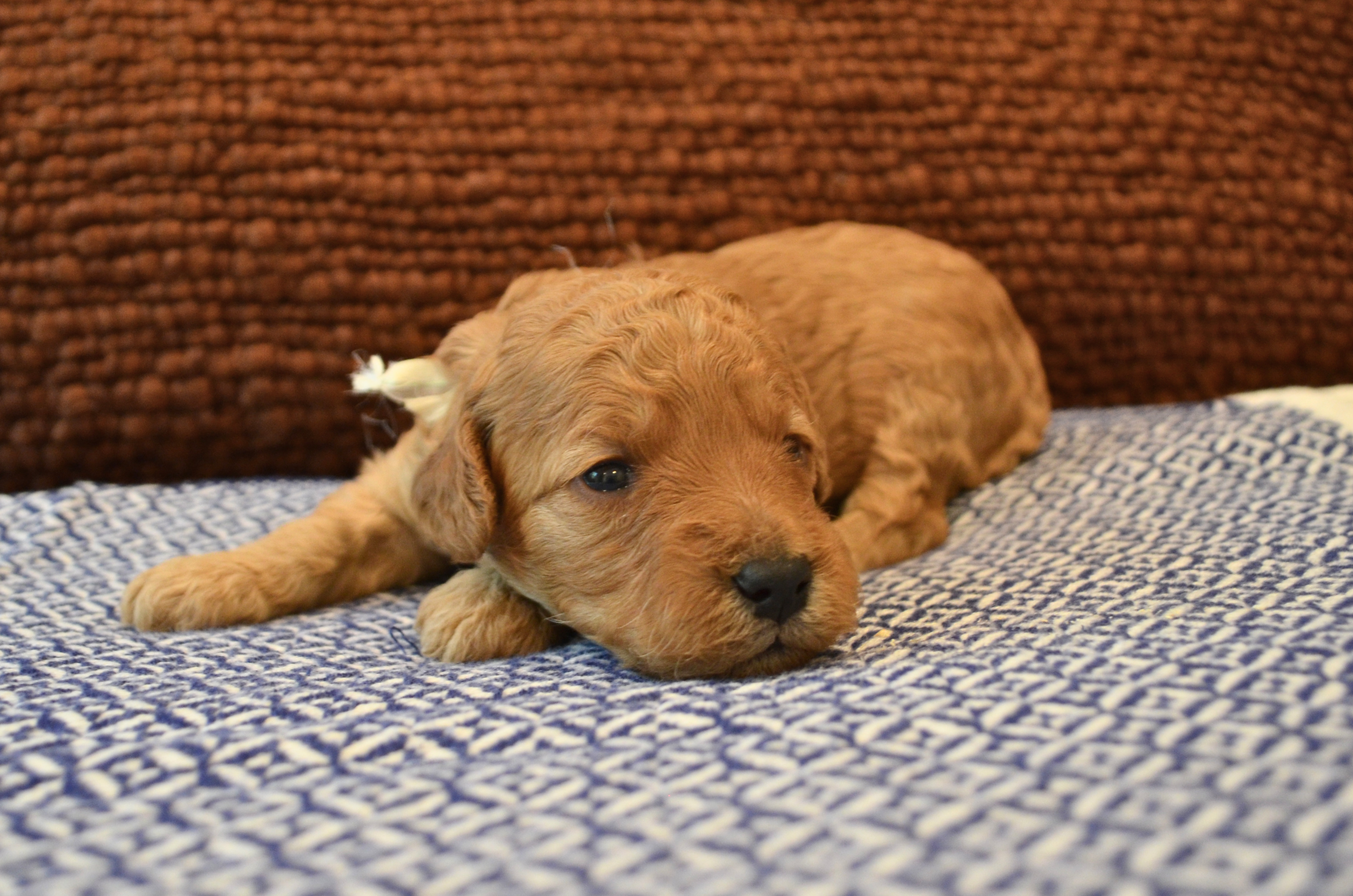 Puppy Growth – 2026 Summer Puppies